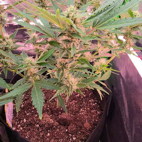 Gold Glue growlog timeline photo