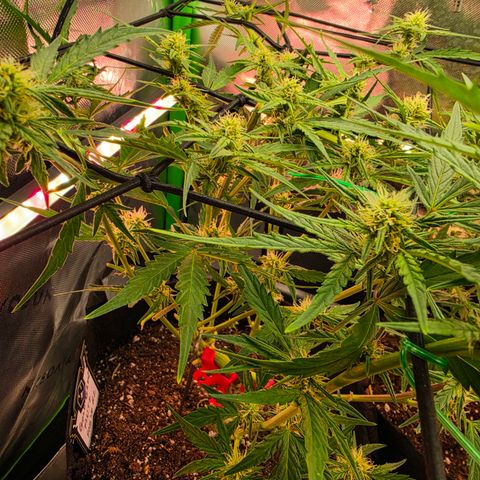 Gold Glue growlog timeline photo