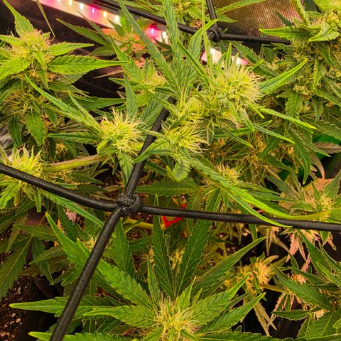 Gold Glue growlog timeline photo