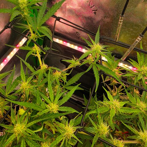 Gold Glue growlog timeline photo
