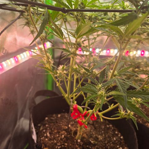 Gold Glue growlog timeline photo