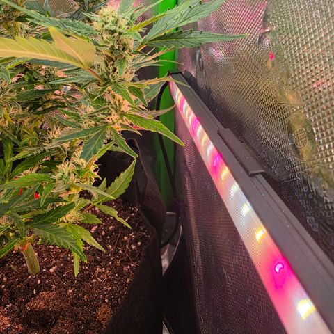 Gold Glue growlog timeline photo