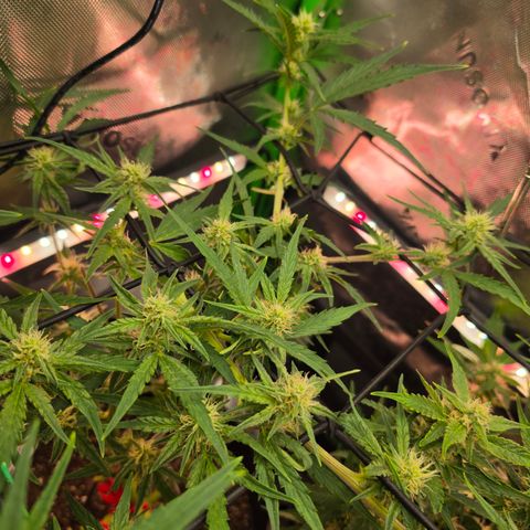 Gold Glue growlog timeline photo