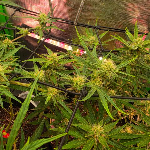 Gold Glue growlog timeline photo