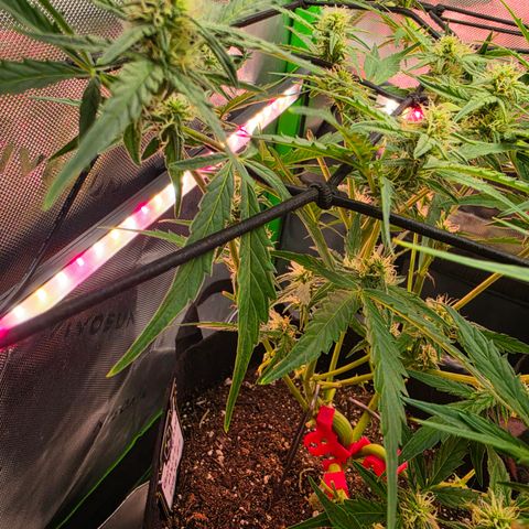 Gold Glue growlog timeline photo