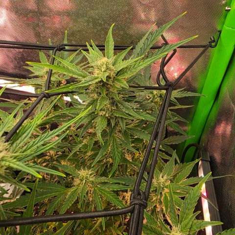 Gold Glue growlog timeline photo
