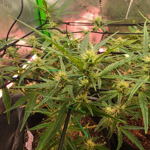 Gold Glue growlog timeline photo