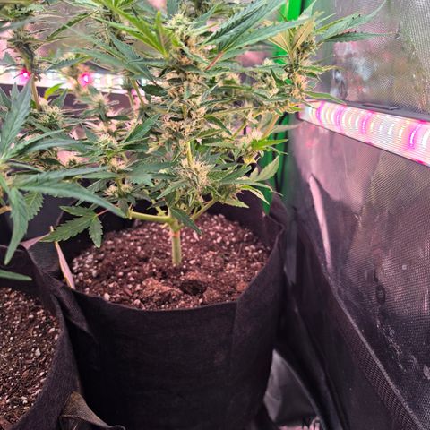 Gold Glue growlog timeline photo