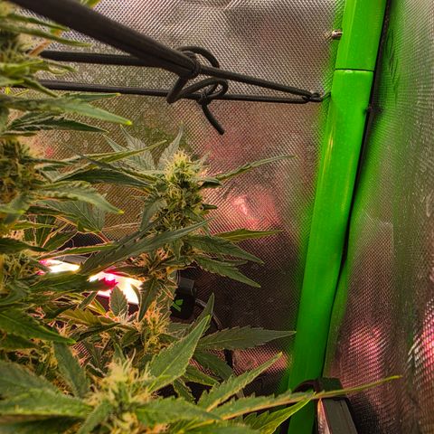 Gold Glue growlog timeline photo