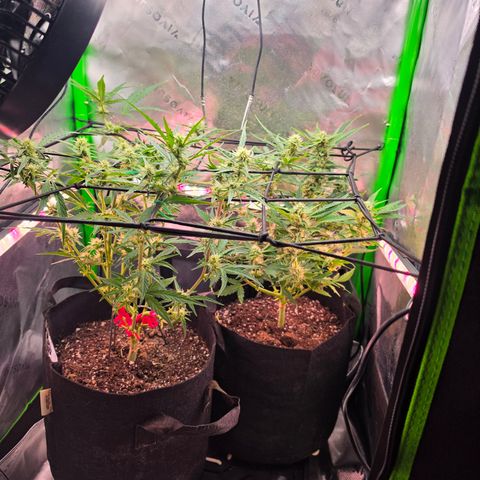 Gold Glue growlog timeline photo