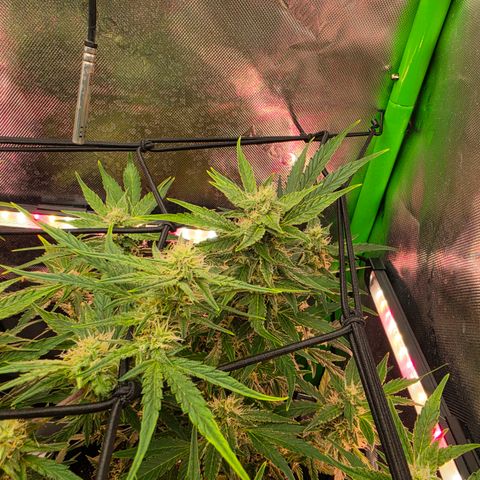 Gold Glue growlog timeline photo