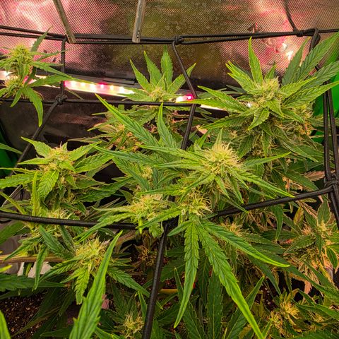 Gold Glue growlog timeline photo