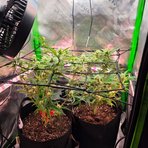 Gold Glue growlog timeline photo