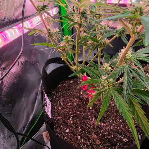Gold Glue growlog timeline photo