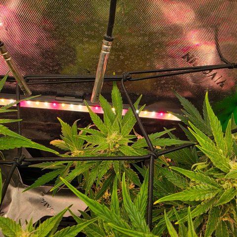Gold Glue growlog timeline photo