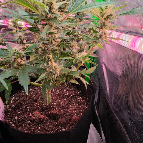 Gold Glue growlog timeline photo