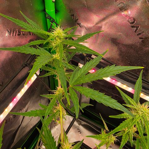 Gold Glue growlog timeline photo