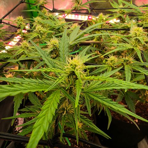 Gold Glue growlog timeline photo