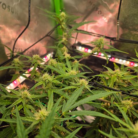 Gold Glue growlog timeline photo