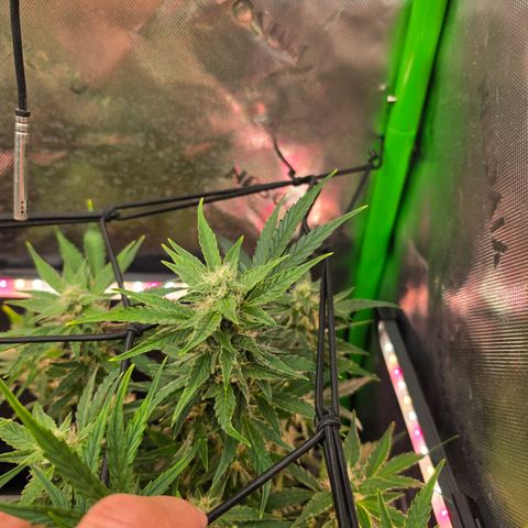 Gold Glue growlog timeline photo