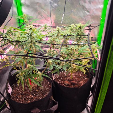 Gold Glue growlog timeline photo