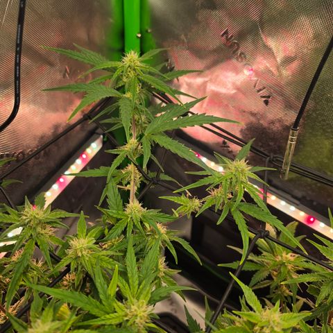 Gold Glue growlog timeline photo