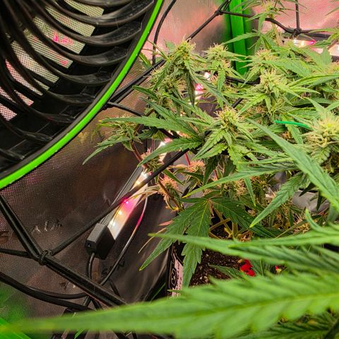 Gold Glue growlog timeline photo