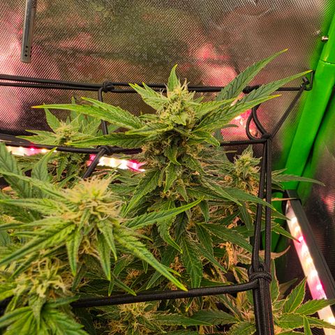 Gold Glue growlog timeline photo