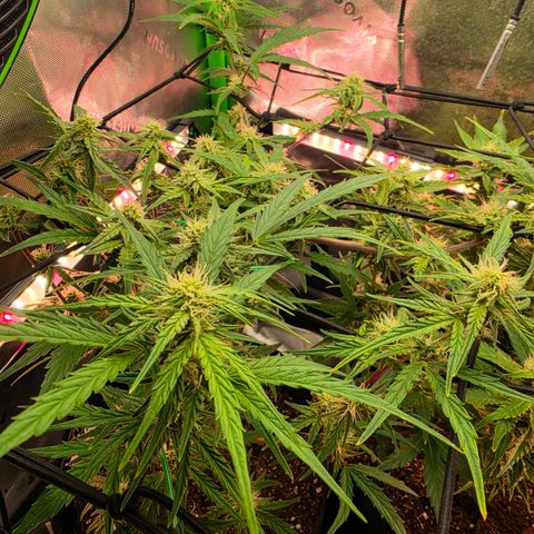 Gold Glue growlog timeline photo