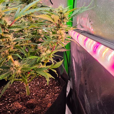 Gold Glue growlog timeline photo