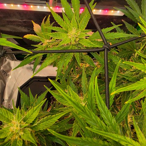 Gold Glue growlog timeline photo