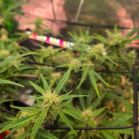 Gold Glue growlog timeline photo
