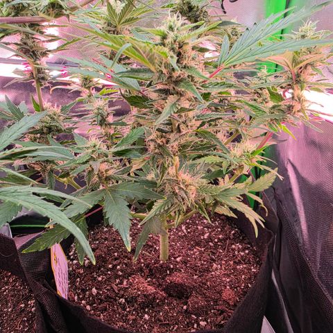 Gold Glue growlog timeline photo