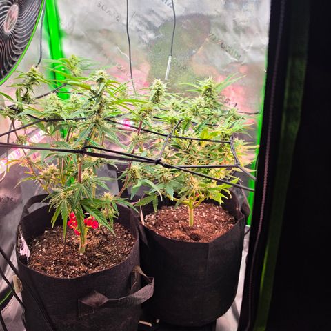 Gold Glue growlog timeline photo