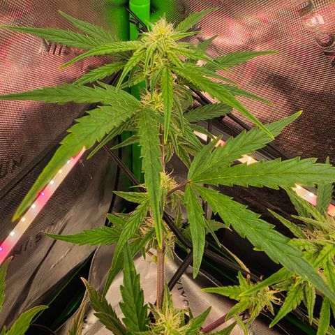 Gold Glue growlog timeline photo
