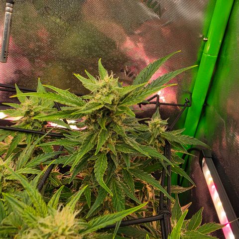 Gold Glue growlog timeline photo