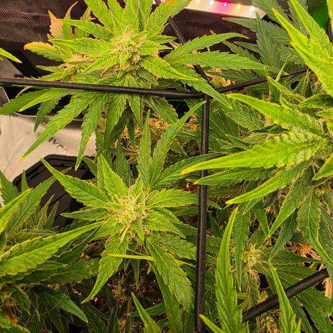 Gold Glue growlog timeline photo