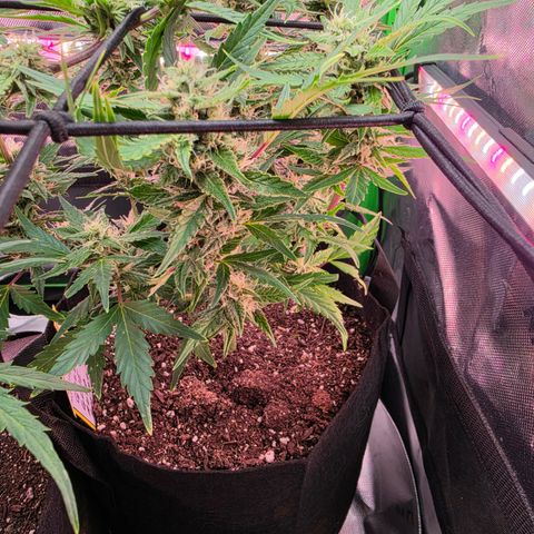 Gold Glue growlog timeline photo