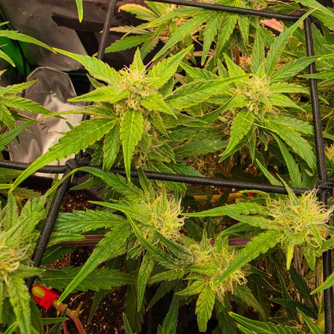 Gold Glue growlog timeline photo