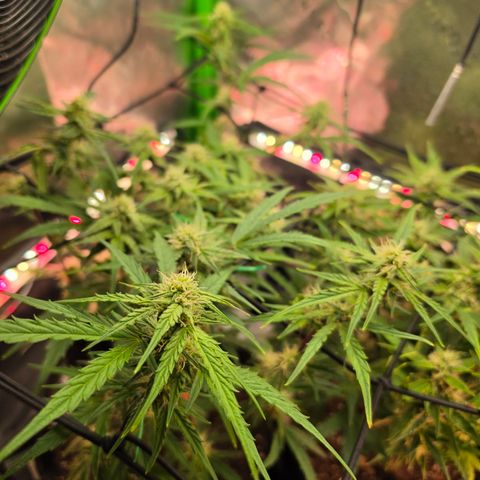 Gold Glue growlog timeline photo