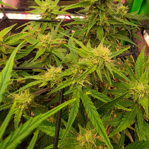 Gold Glue growlog timeline photo