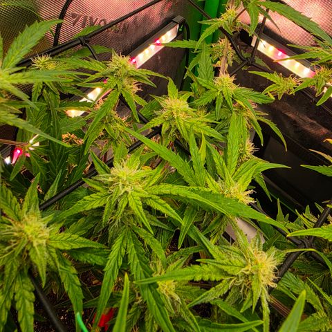 Gold Glue growlog timeline photo