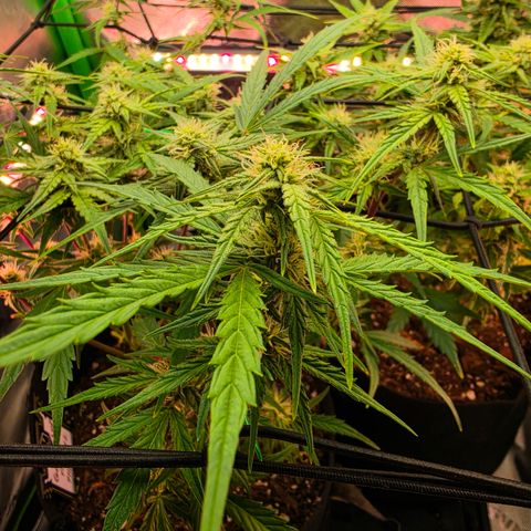 Gold Glue growlog timeline photo