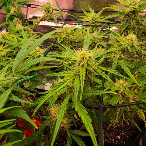 Gold Glue growlog timeline photo