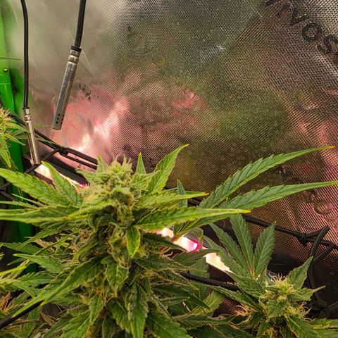 Gold Glue growlog timeline photo