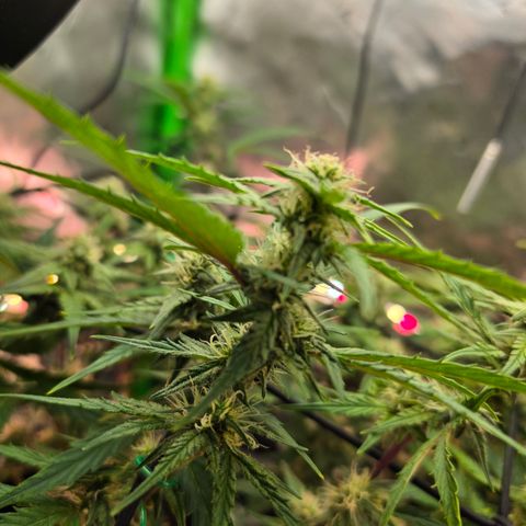 Gold Glue growlog timeline photo