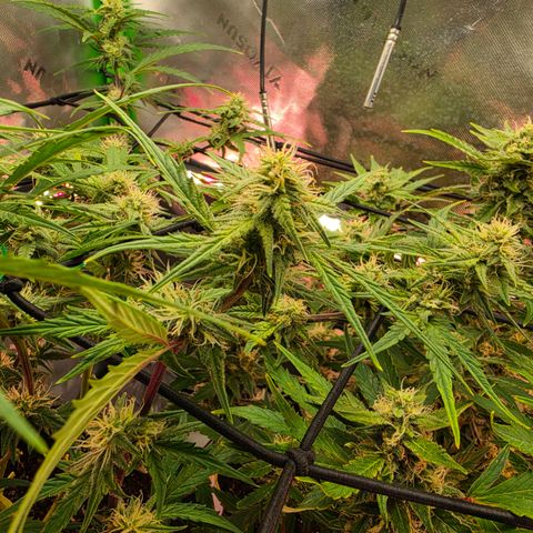 Gold Glue growlog timeline photo