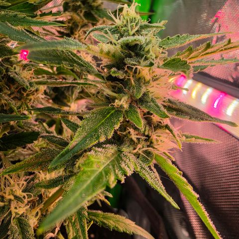 Gold Glue growlog timeline photo