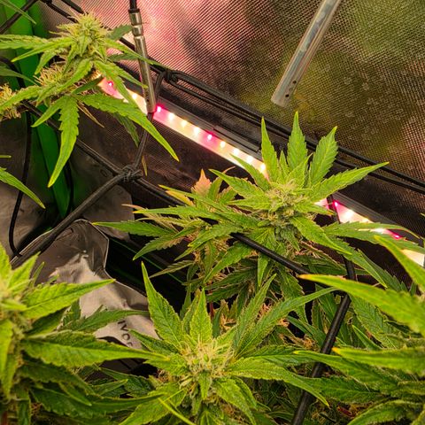 Gold Glue growlog timeline photo