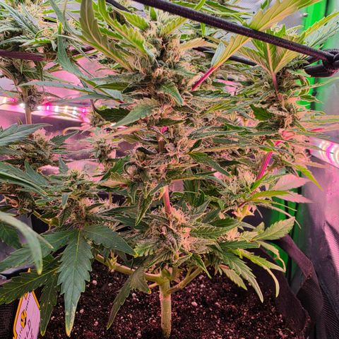 Gold Glue growlog timeline photo
